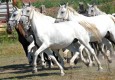 Lipicanci postaju bijeli zbog genetske mutacije 