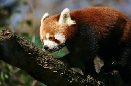 Crveni panda