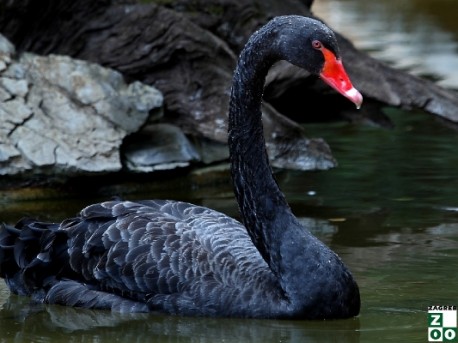 Crni labud