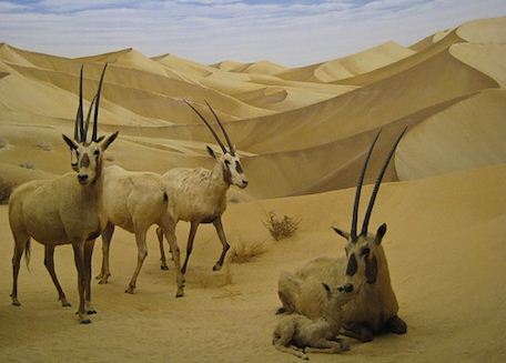 Arapska antilopa (Flickr)