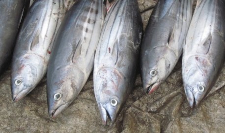 Tuna je prilično opasna