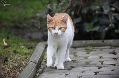 Mylo je poseban mačak