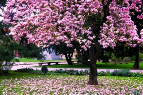 Magnolije su ukras svakog vrta